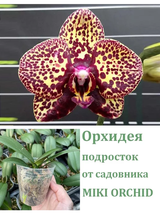 Orchids Queen Орхидея живая (подросток-не цветет) I-Hsin Yellow Leopard