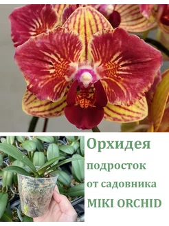 Орхидея живая (подросток-не цветет) Fangmei Sweet (peloric) Orchids Queen 245098957 купить за 1 278 ₽ в интернет-магазине Wildberries