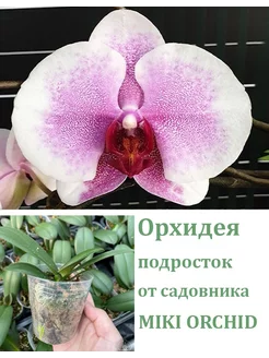 Орхидея живая (подросток-не цветет) Miki Pink Mist Orchids Queen 245101242 купить за 1 557 ₽ в интернет-магазине Wildberries