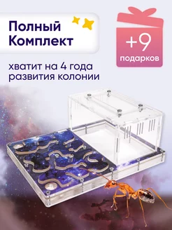 Муравьиная ферма maxi. Полный комплект AntUniverse 245141560 купить за 722 ₽ в интернет-магазине Wildberries