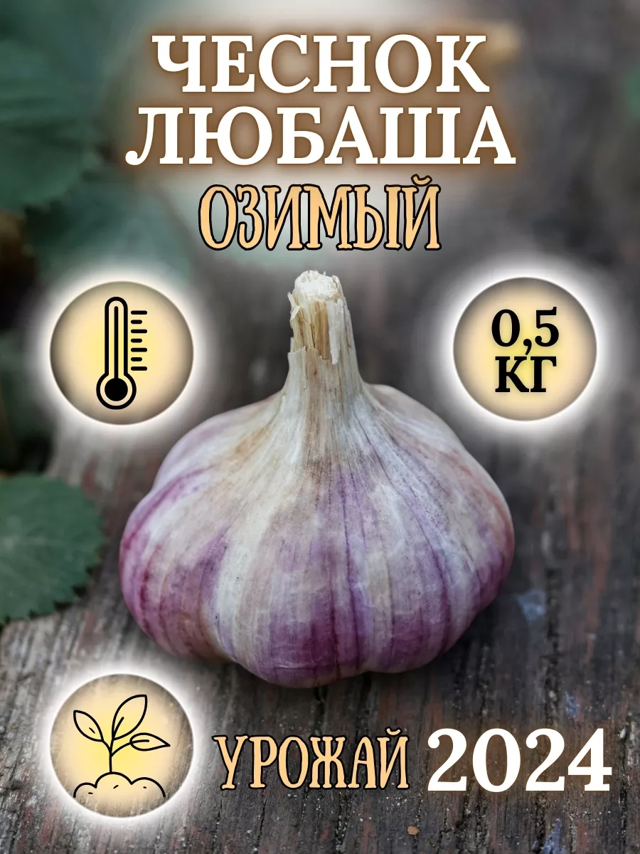 Чеснок озимый Любаша на...