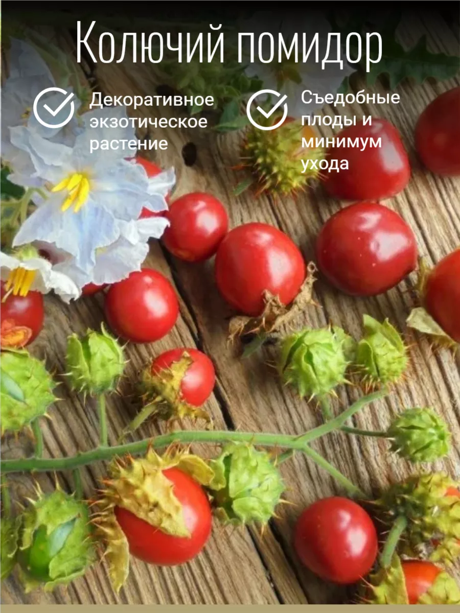 Колючий помидор 10 семян