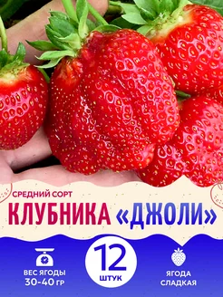 Саженцы Клубники Джоли КФХ Погорелый В.Г. 245393792 купить за 623 ₽ в интернет-магазине Wildberries