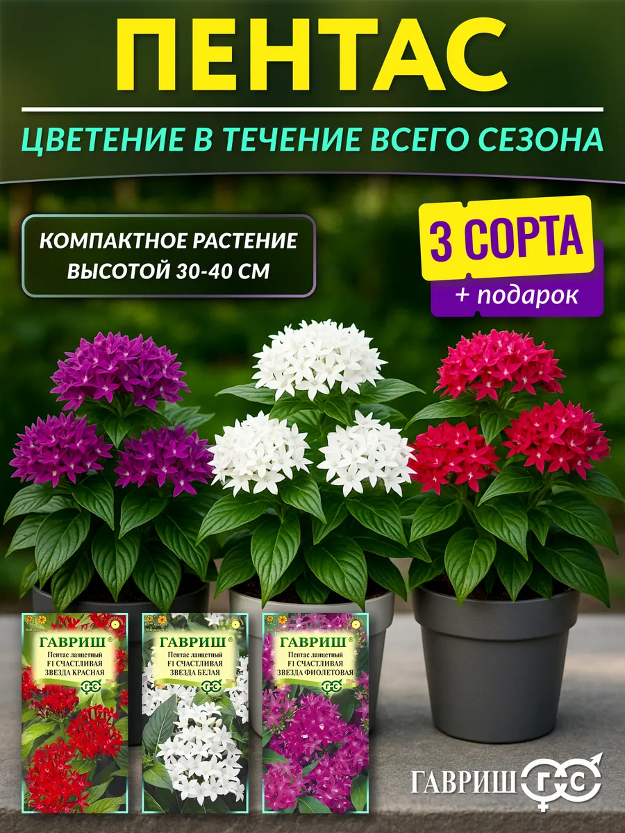 Семена цветов пентас ланцетный