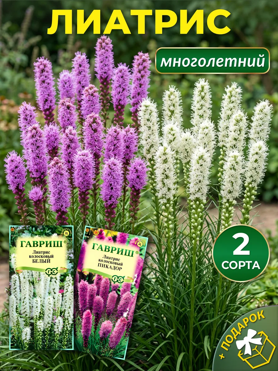 Семена лиатрис колосковый