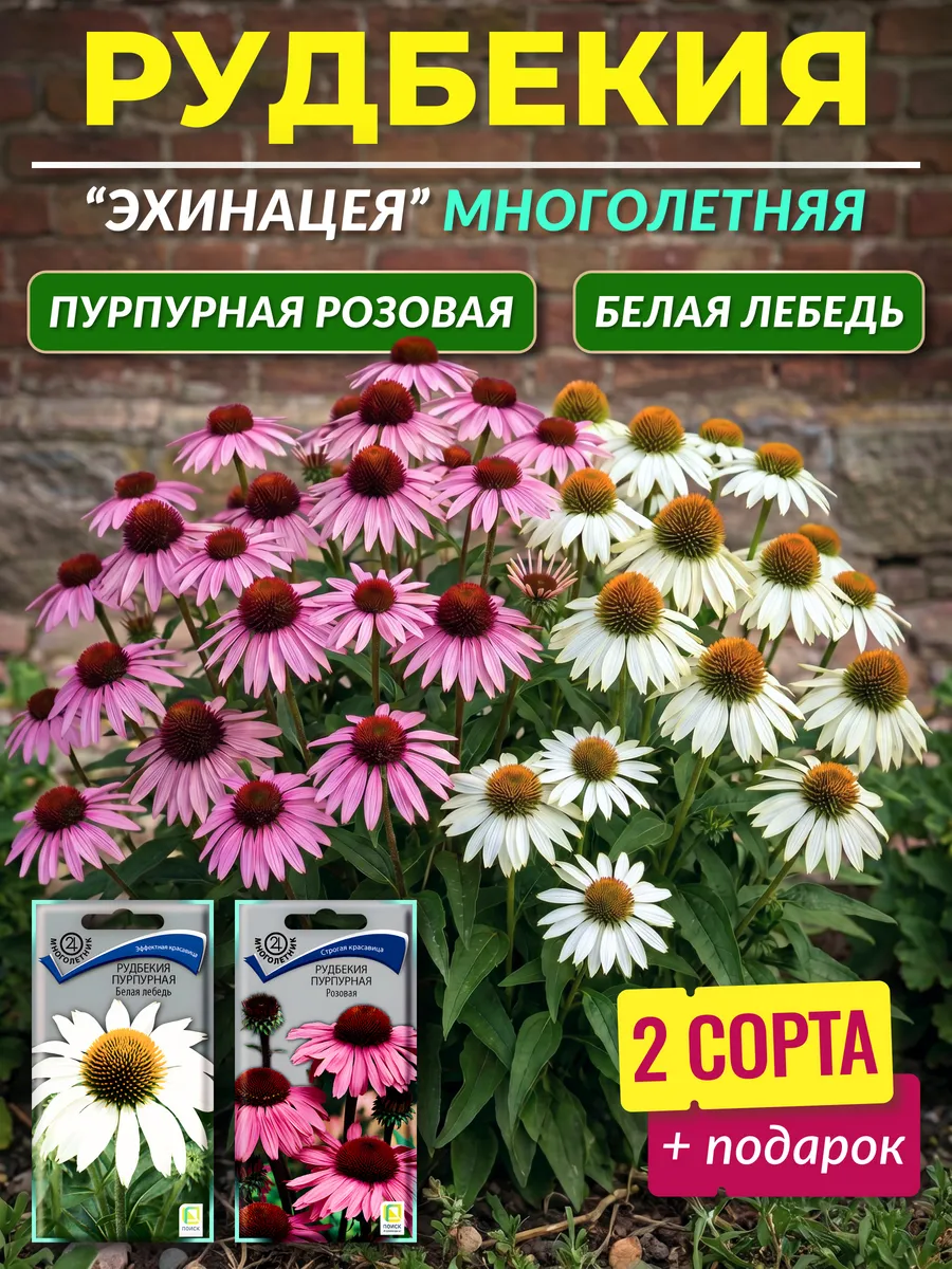 Семена рудбекии многолетней пурпурная (эхинацея)