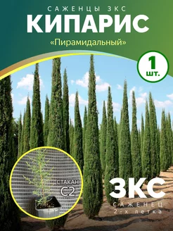 Кипарис Пирамидальный саженец 2-х летка Питомник саженцев Зеленый Сад 245427515 купить за 983 ₽ в интернет-магазине Wildberries