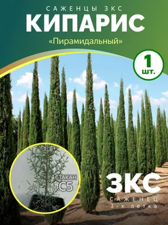 Кипарис Пирамидальный саженец 3-х летка Питомник саженцев Зеленый Сад 245433084 купить за 1 018 ₽ в интернет-магазине Wildberries