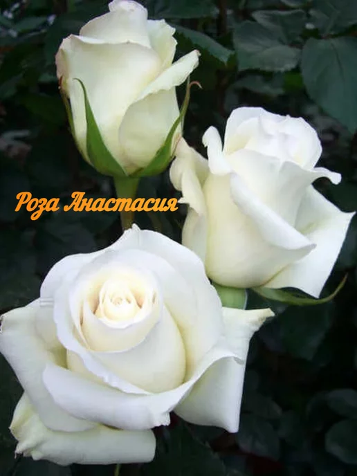 Роза Анастасия Фото