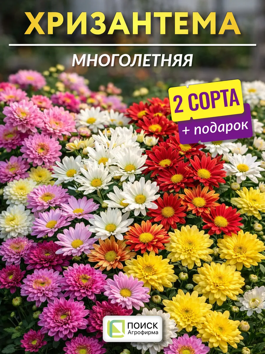 Семена хризантемы многолетней
