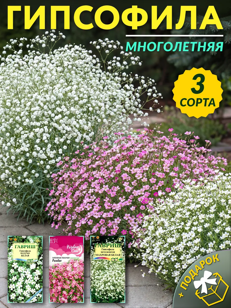 Семена гипсофилы многолетние
