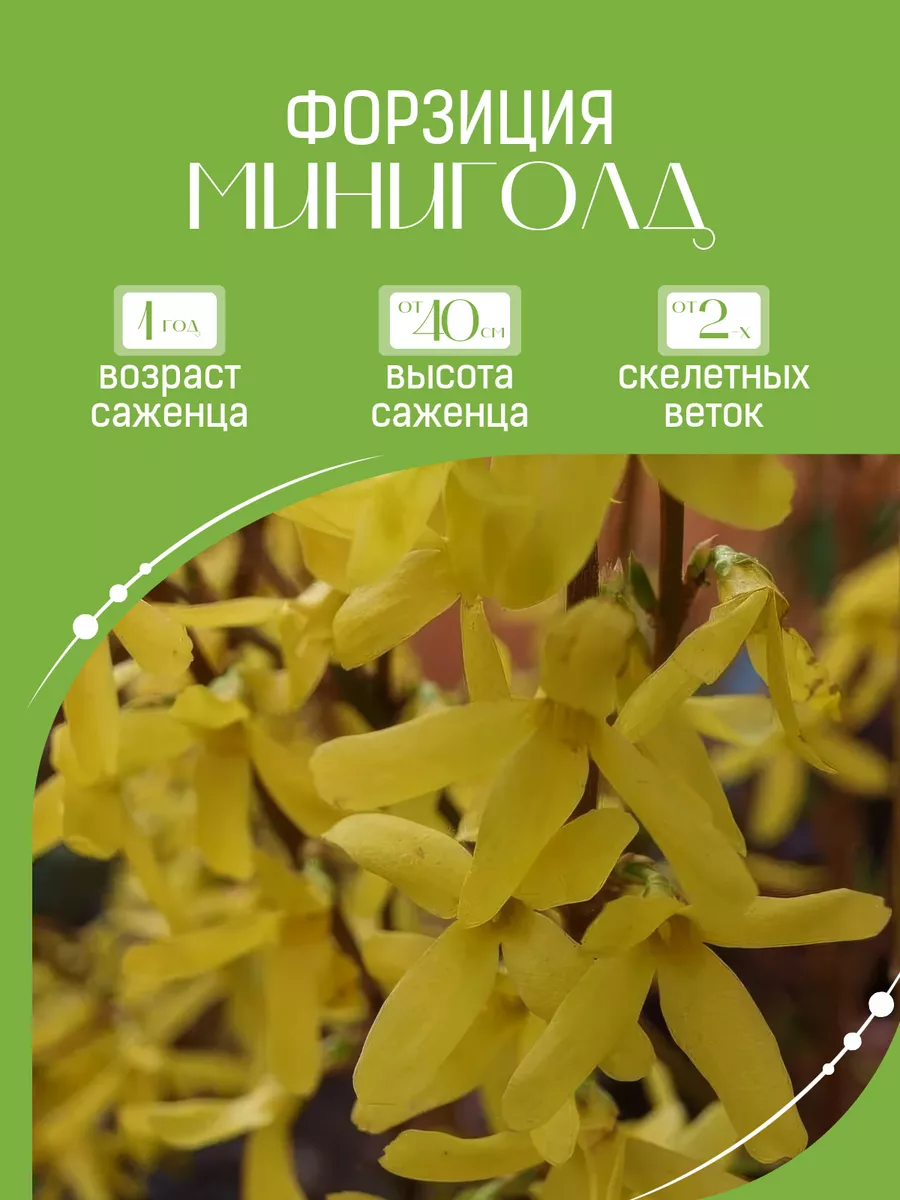 Саженец Форзиция Миниголд