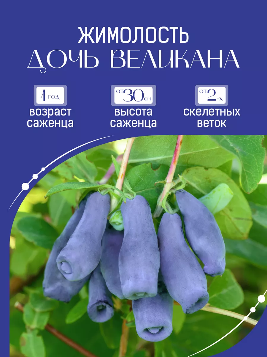 Саженец Жимолость...