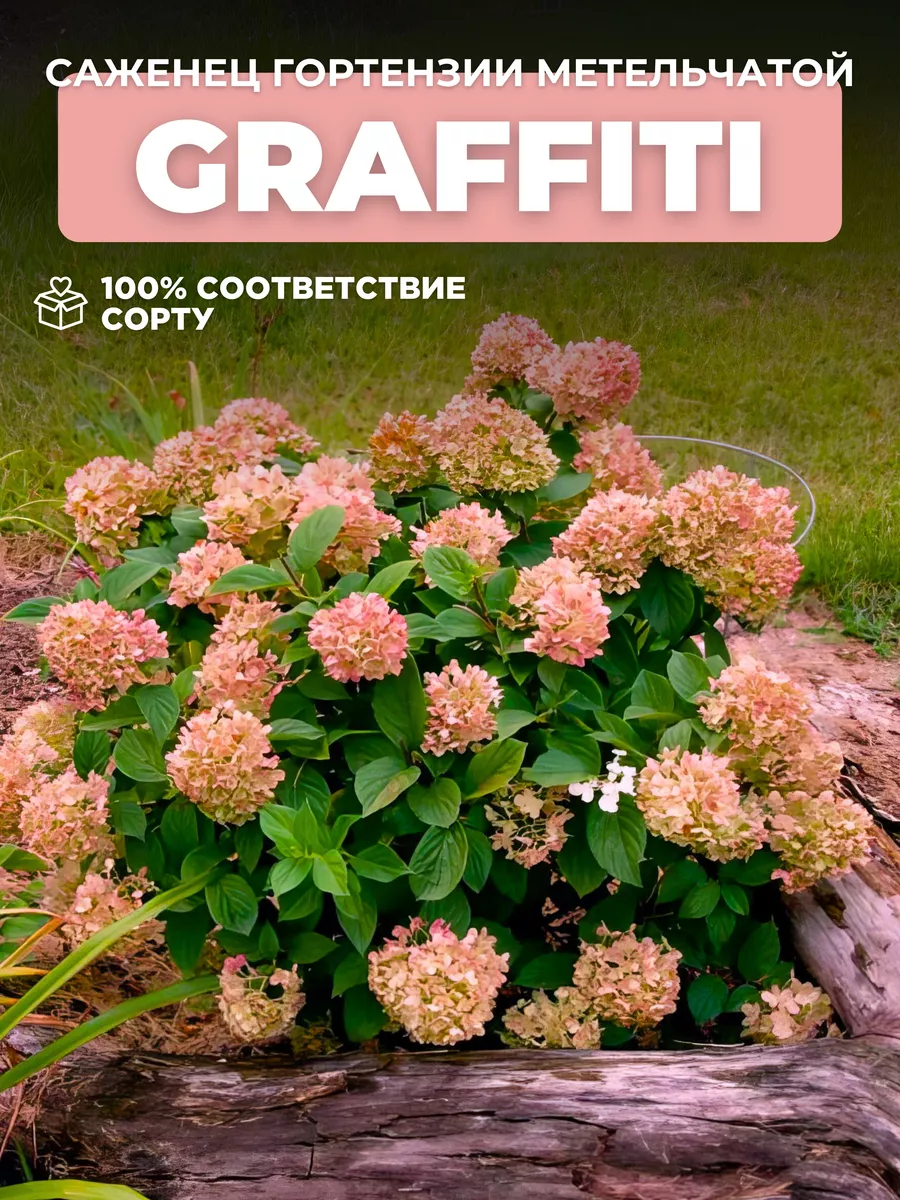 Саженцы Гортензия...