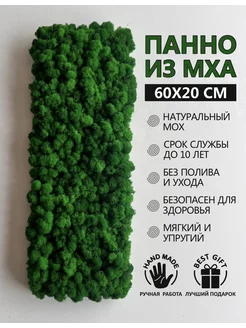 Панно из стабилизированного мха Ягель 60*20 см