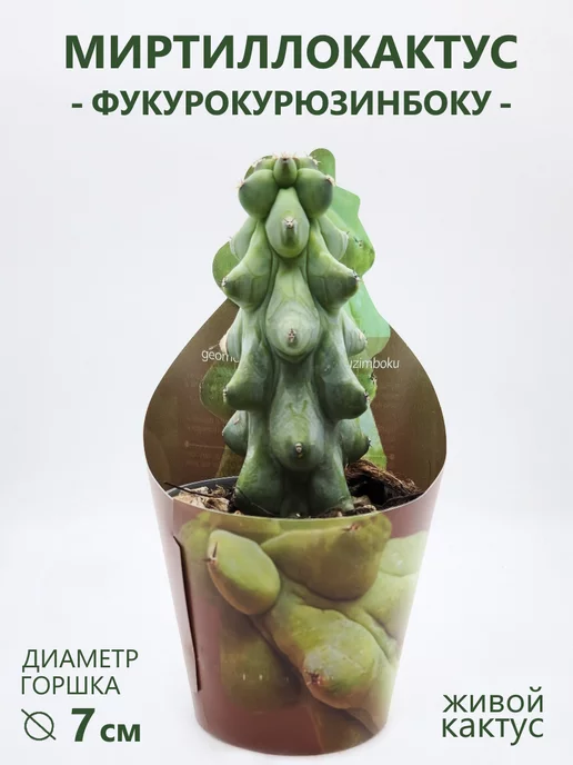 FloraManiya Миртиллокактус Геометрический Фукурокурюзинбоку, D-7 см