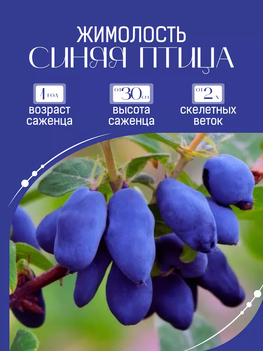 Саженец Жимолость Синяя...