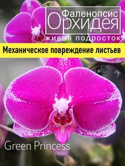 Орхидея фаленопсис живая подросток OrchiDay 245730520 купить за 759 ₽ в интернет-магазине Wildberries