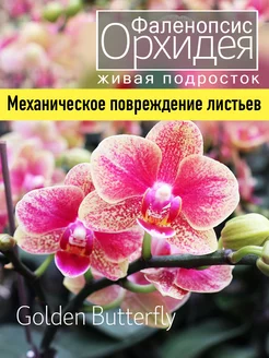 Орхидея фаленопсис живая подросток OrchiDay 245731823 купить за 741 ₽ в интернет-магазине Wildberries