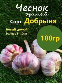 Чеснок Озимый сорт Добрыня Лучок за пучок 245746372 купить за 140 ₽ в интернет-магазине Wildberries