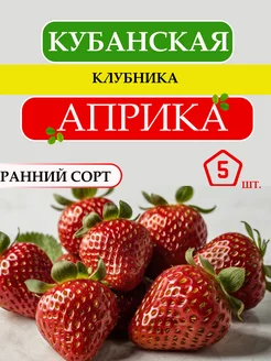 Саженцы клубники Априка Timitani 245756851 купить за 394 ₽ в интернет-магазине Wildberries