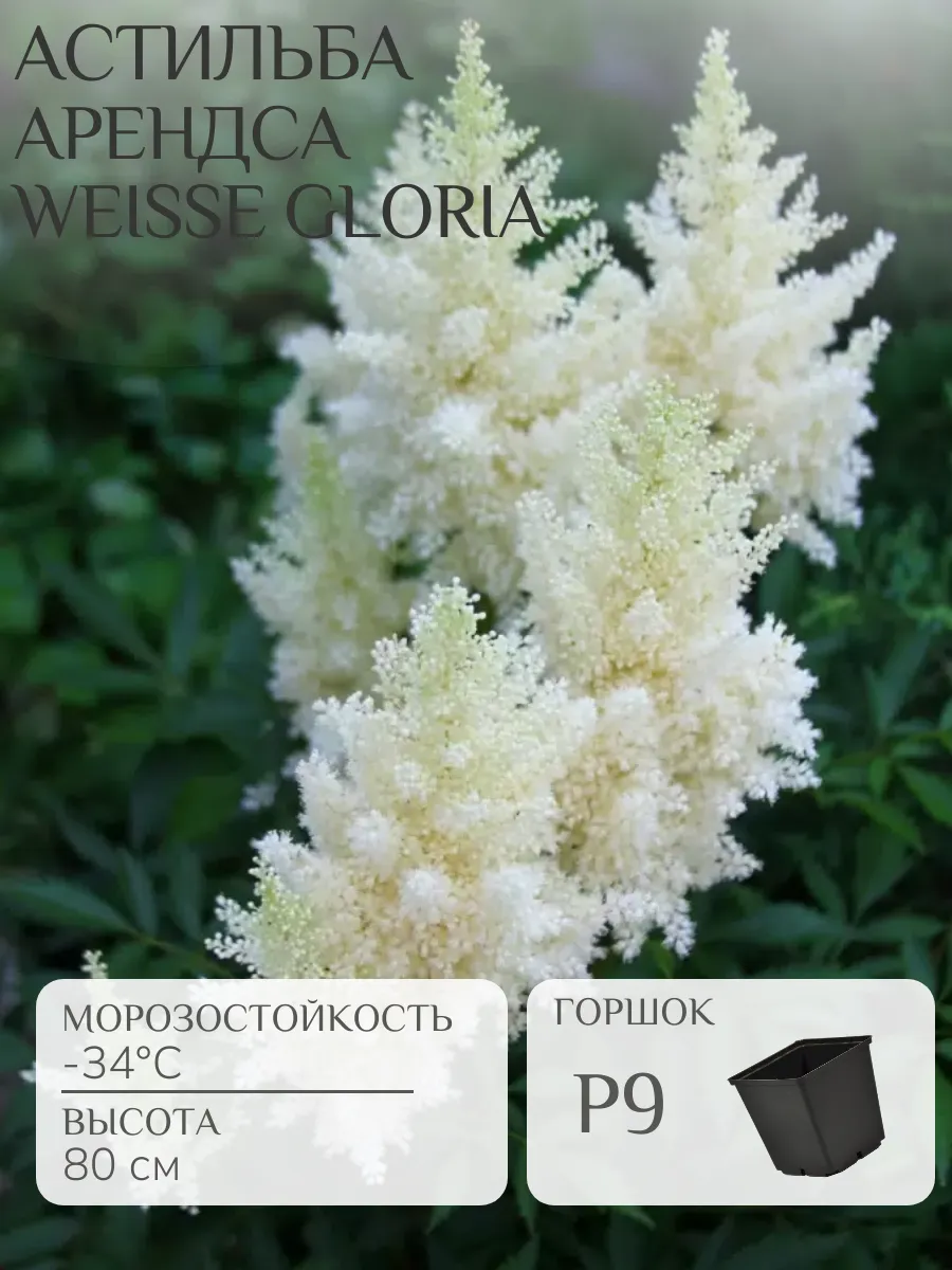 Астильба Арендса Weisse Gloria
