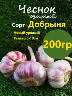 Чеснок Озимый сорт Добрыня Лучок за пучок 245775269 купить за 207 ₽ в интернет-магазине Wildberries