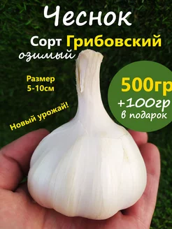 Чеснок Озимый сорт Грибовский Лучок за пучок 245782447 купить за 215 ₽ в интернет-магазине Wildberries