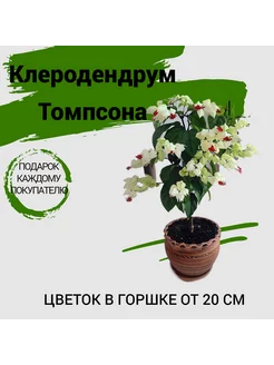 Клеродендрум Томпсона Комнатное растение ФМР 30 245863519 купить за 1 386 ₽ в интернет-магазине Wildberries