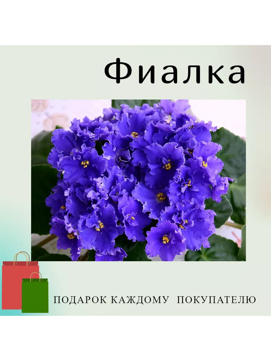 Фиалка