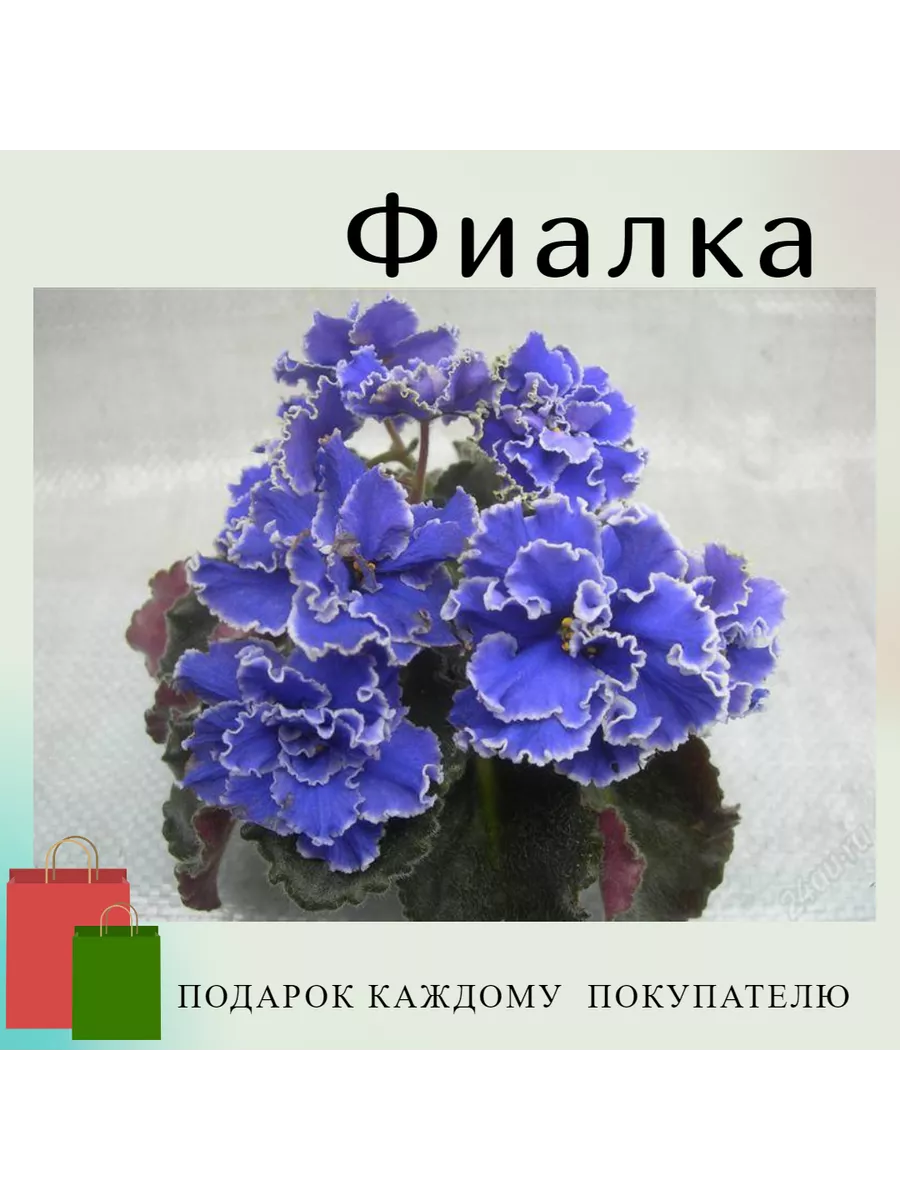Фиалка