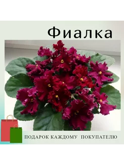 Фиалка ФМР 30 245887717 купить за 882 ₽ в интернет-магазине Wildberries