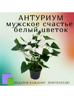 Мужское счастье Антуриум ФМР 30 245888759 купить за 1 470 ₽ в интернет-магазине Wildberries