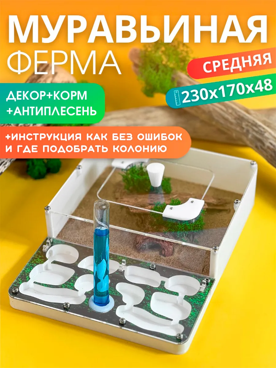 Средняя муравьиная ферма