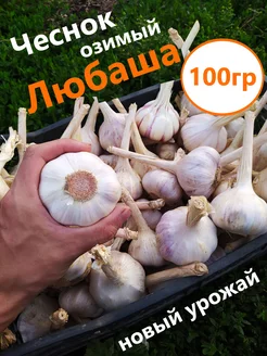 Чеснок сорт Любаша озимый семена на посадку Островок 245923474 купить за 131 ₽ в интернет-магазине Wildberries