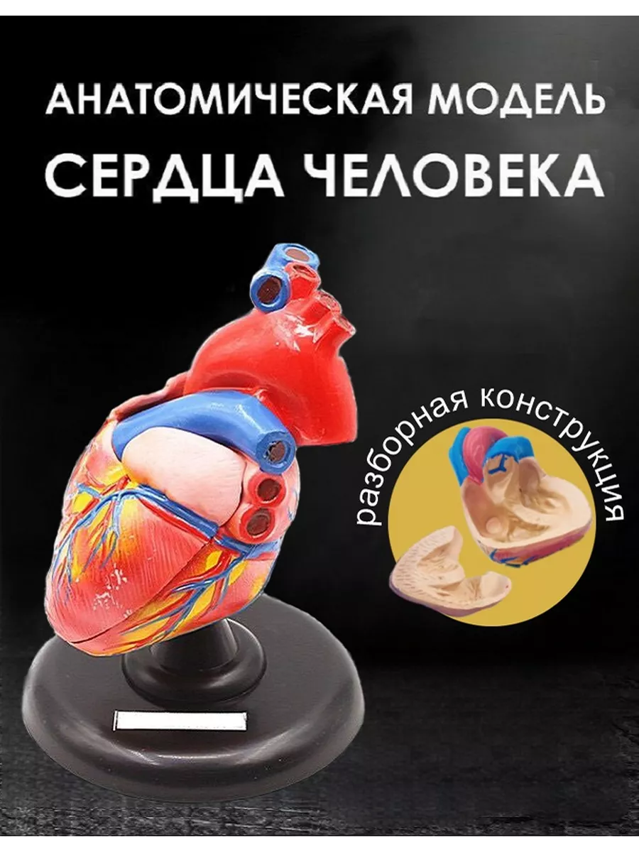 Макет сердца человека анатомическая модель 14х10 см