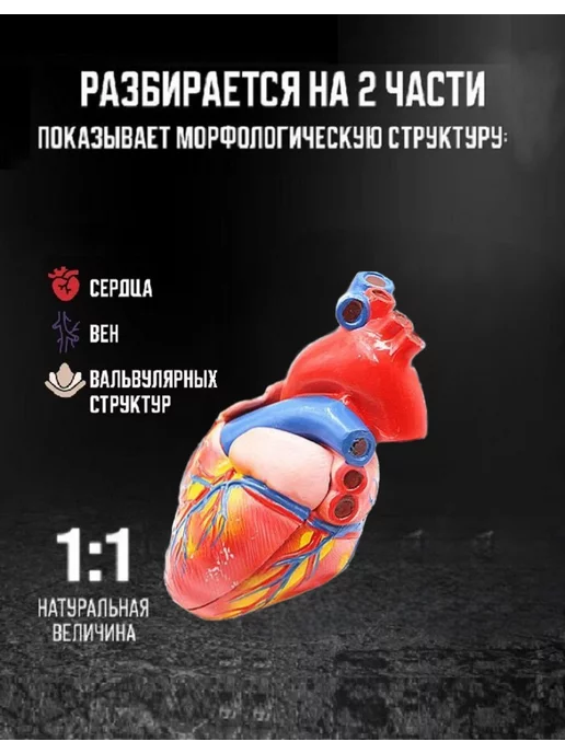 Anatomical Макет сердца человека анатомическая модель, 14x10 см, фото 2