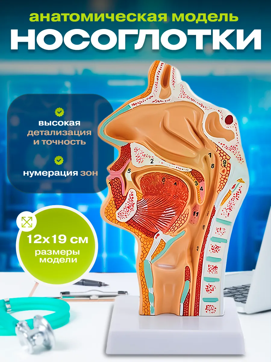 Анатомическая модель носоглотки, гортани человека