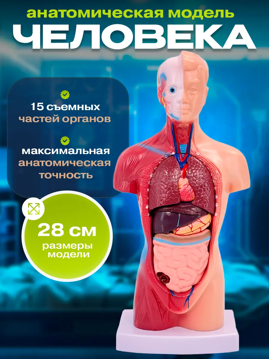 Анатомическая модель человека разборная торс 28 см