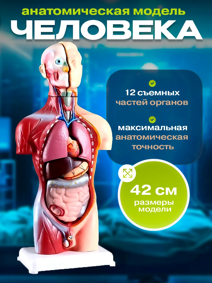 Анатомическая модель человека разборная торс 42 см