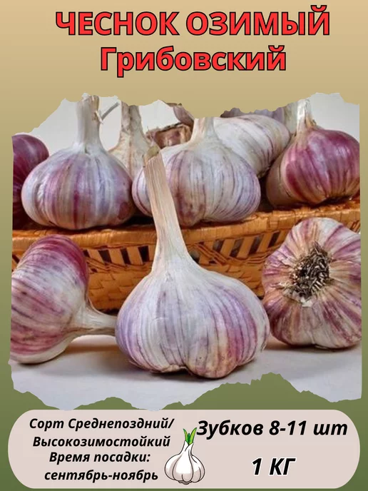 Harvest Garden Чеснок на посадку Грибовский, озимый многолетний 1 кг, 1 кг