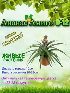 Живое растение Ананас Амиго D12 Это наш сад 246370851 купить за 2 940 ₽ в интернет-магазине Wildberries