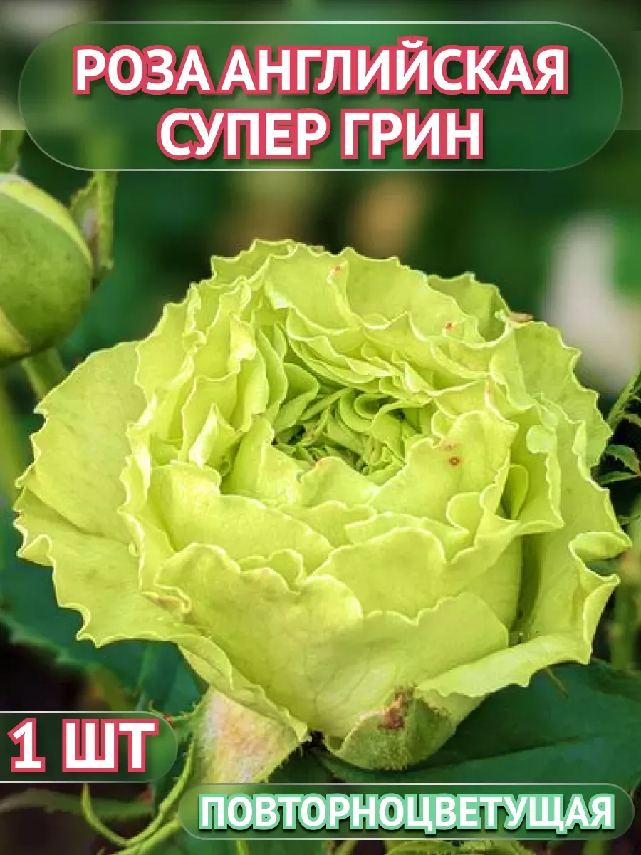 Саженцы Роз цветы для сада