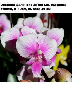 Орхидея Фаленопсис Big Lip, multiflora отцвел, d- 10см Orchid22 246621849 купить за 2 034 ₽ в интернет-магазине Wildberries