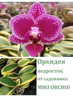 Орхидея живая (подросток) Chia E Yenlin (variegata) Orchids Queen 246665382 купить за 1 035 ₽ в интернет-магазине Wildberries