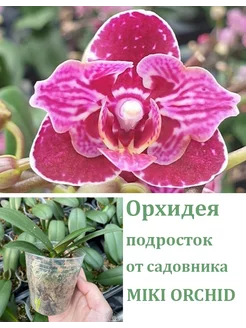 Орхидея живая (подросток-не цветет) Lianher Happy Go Orchids Queen 246665386 купить за 963 ₽ в интернет-магазине Wildberries