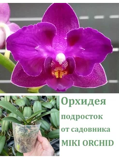 Орхидея (подросток-не цветет) Lianher Happy Star Orchids Queen 246665388 купить за 974 ₽ в интернет-магазине Wildberries