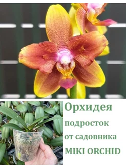 Орхидея живая (подросток-не цветет) I-Hsin Claude (peloric) Orchids Queen 246665394 купить за 1 278 ₽ в интернет-магазине Wildberries