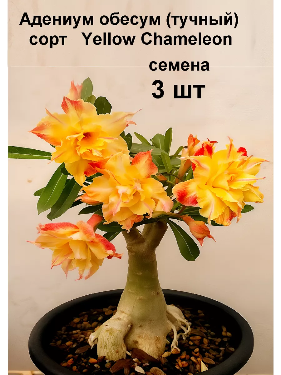 Адениум Тучный обесум сорт...