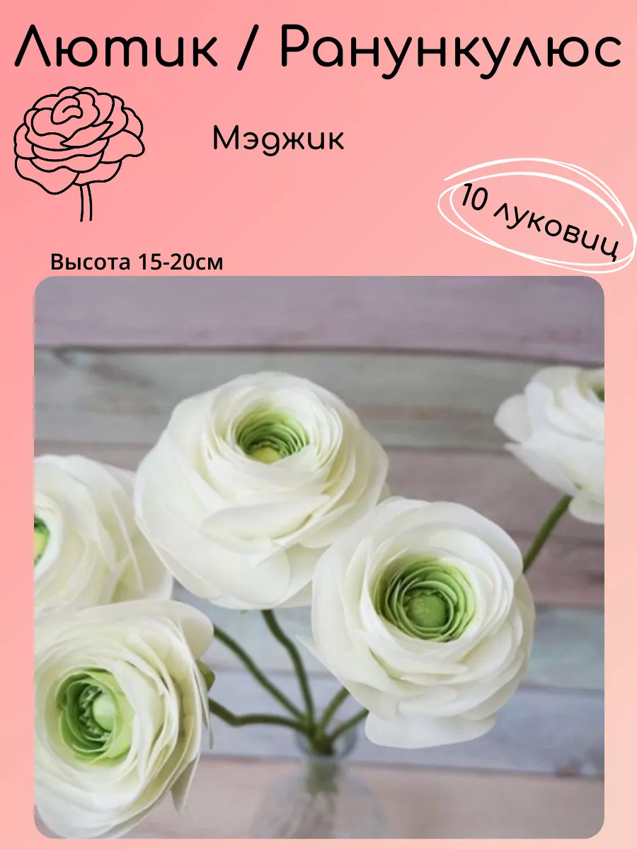 Фанункулюс